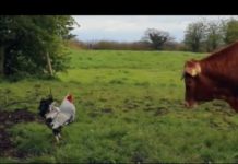 Gallo attacca mucca (video divertente) | Tuttosullegalline.it