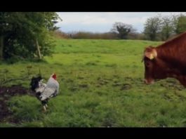 Gallo attacca mucca (video divertente) | Tuttosullegalline.it