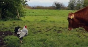 Scherza coi fanti, ma lascia stare i galli! [video divertente]