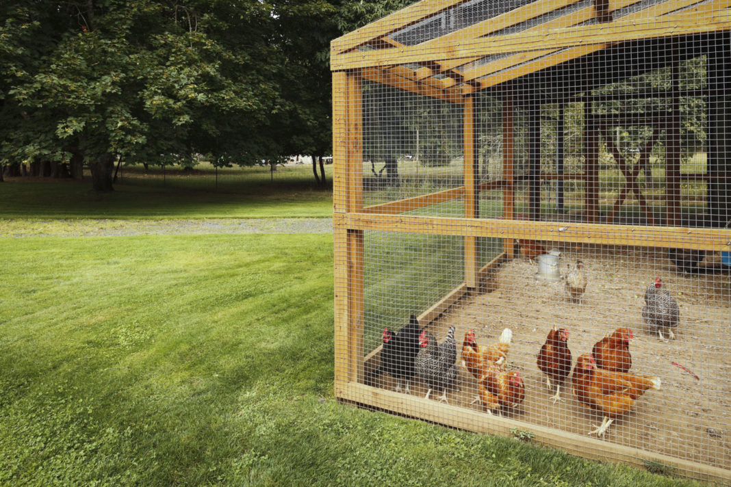 Piccolo pollaio per 12 galline con recinto-giardino