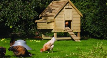 L’igiene del pollaio per la salute delle nostre galline