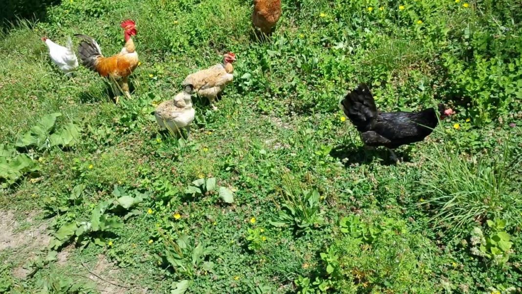 Galline al pascolo-parchetto in prato con erbe spontanee