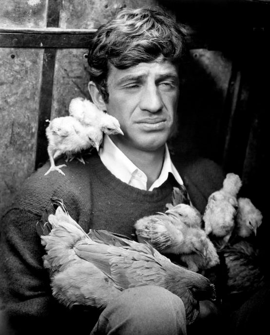 jean paul belmondo con galline e pulcini