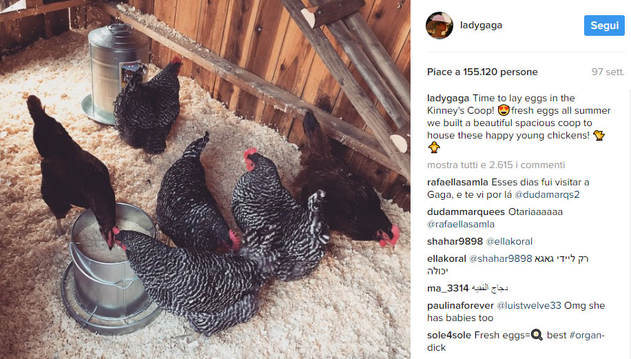 Lady Gaga e il suo pollaio con le galline