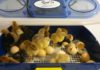 Incubatrici per Uova Borotto, 100% Made in Italy | Tuttosullegalline.it