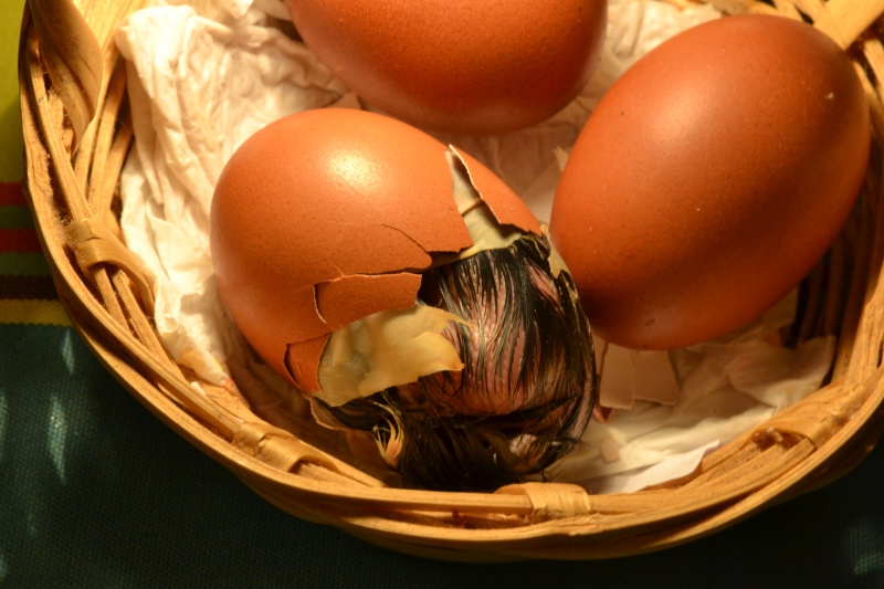 Schiusa delle uova e nascita di un pulcino Marans