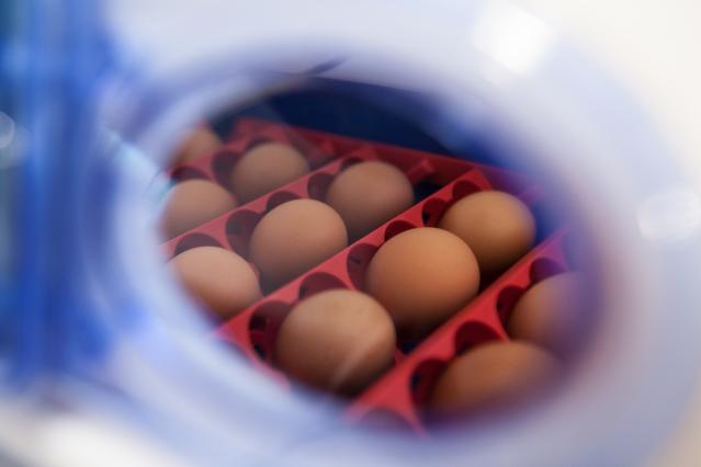 Incubatrici per uova Borotto: coibentatrice a isolamento termico ventilato
