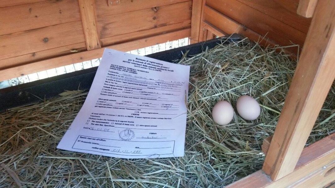 Registrazione pollaio per galline ovaiole