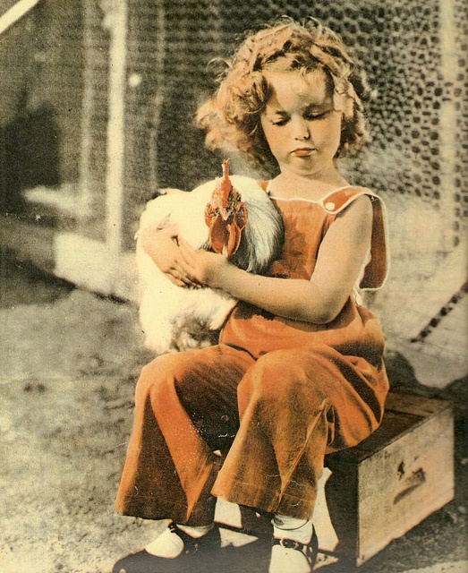 Shirley Temple bambina con in braccio una bella gallina