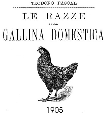 Teodoro Pascal - Le razze della gallina domestica