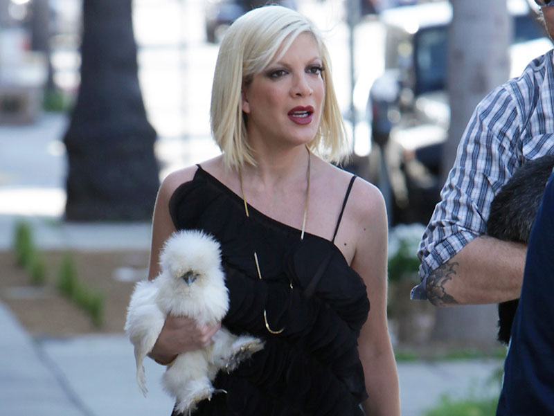 Tori Spelling con la piccola gallina tascabile di razza silkie bantam Coco