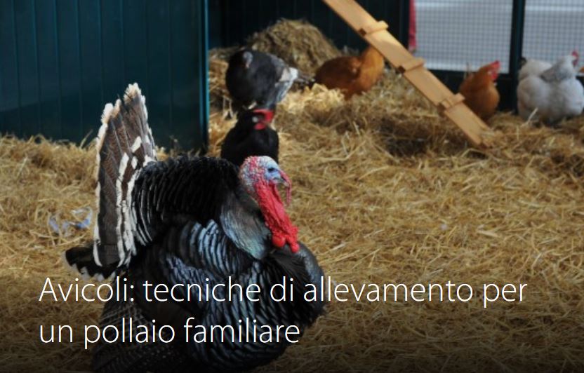 Corso 1 - Avicoli: tecniche di allevamento per un pollaio familiare
