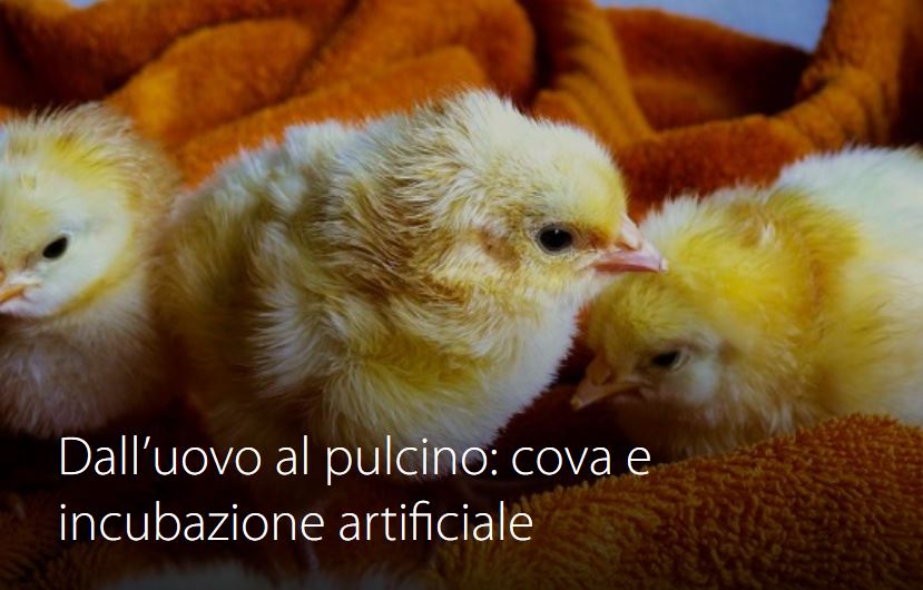 Corso 2 - Dall'uovo al pulcino: cova e incubazione artificiale