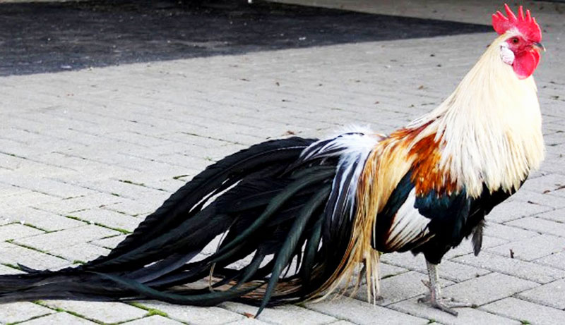 Esemplare di gallo Phoenix Onagadori, unico a non fare mai la muta