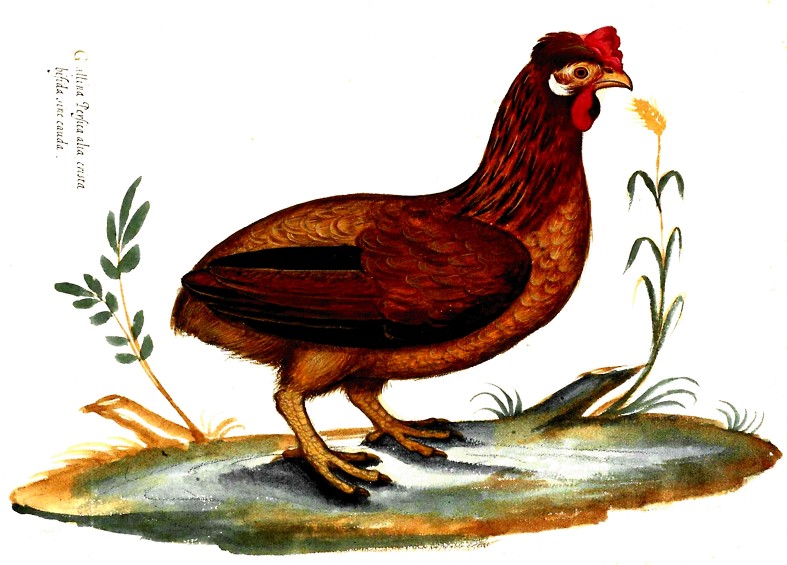 Ulisse Aldrovandi - 1600 - Gallina Persica - Gallina persiana Cresta doppia, fiocco e senza coda