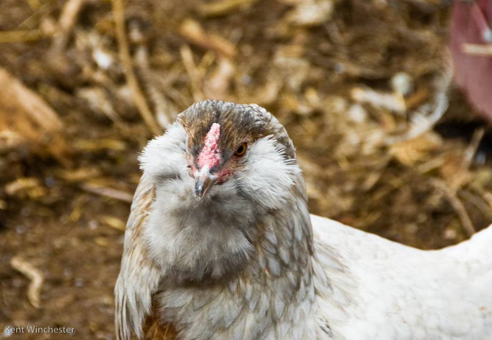 Gallina Araucana