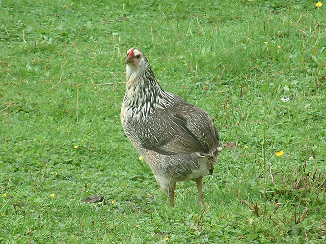 Gallina Araucana selvatica