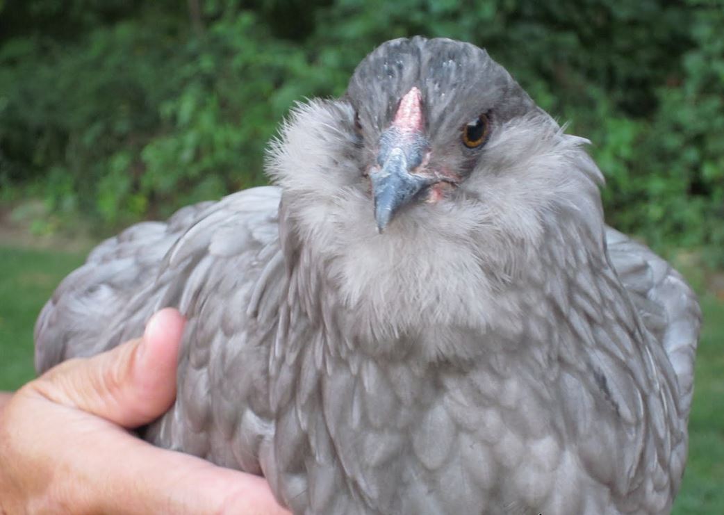 Ciuffi aurecolari e barbetta nella gallina Araucana