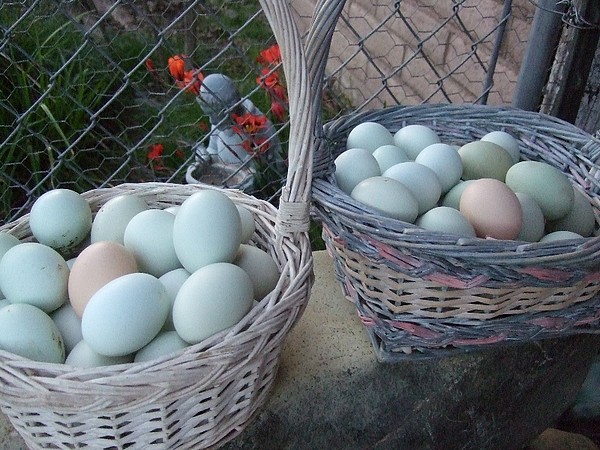 Bellissime ceste di uova di gallina Araucana