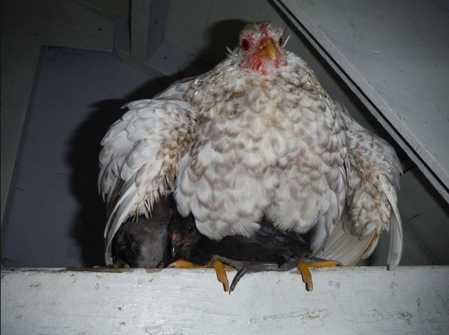 Gallina Araucana con i suoi pulcini