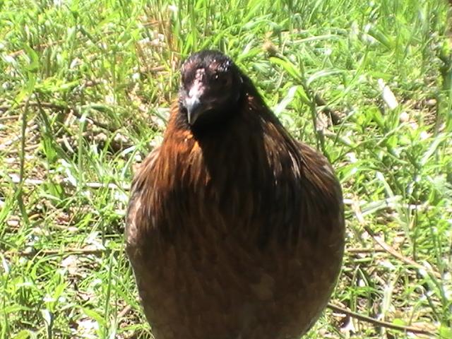 La gallina "Collonca" antenata della Auraucana