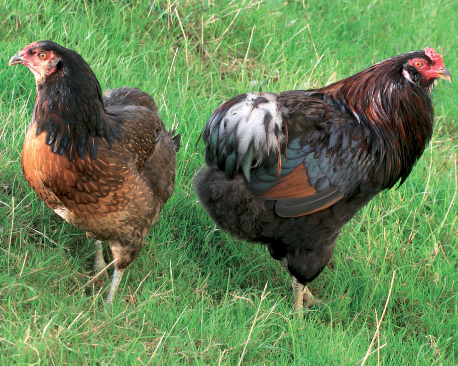 Due esemplari di gallina Araucana