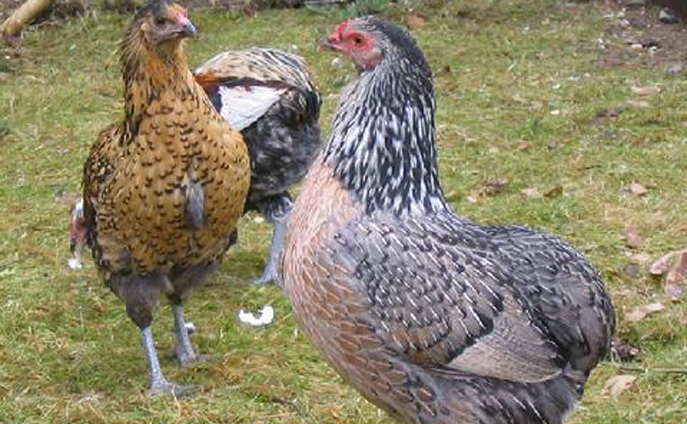 Gallina Araucana selvatica e dorata frumento