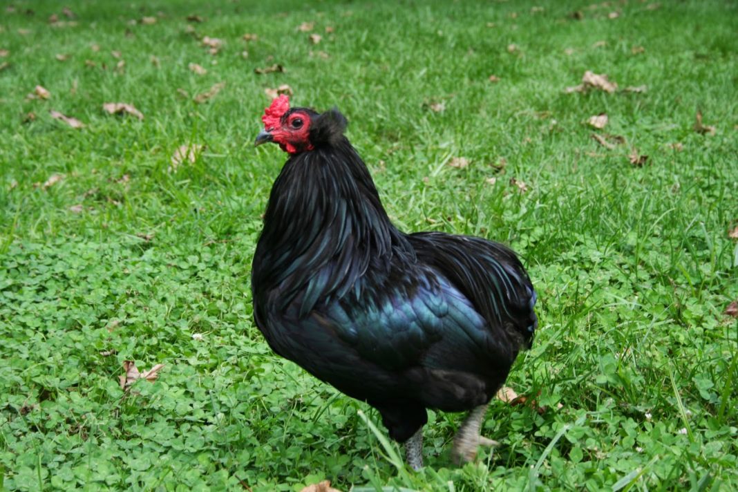 Gallina Araucana nera