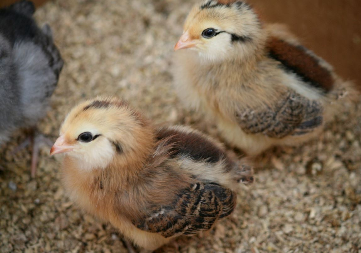 Pulcini di gallina Araucana