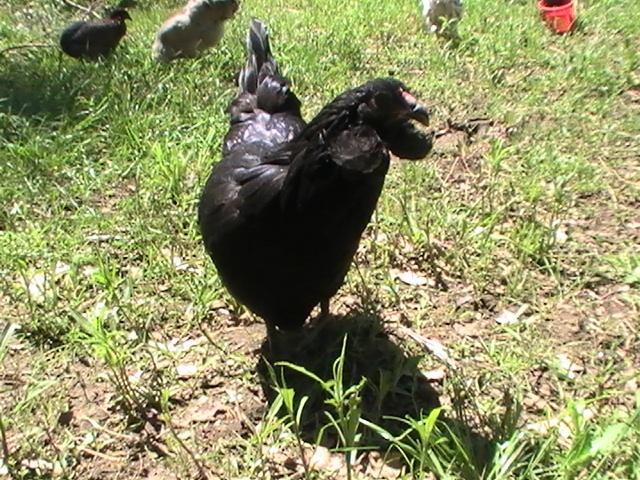 La gallina "Quetro" antenata della Araucana