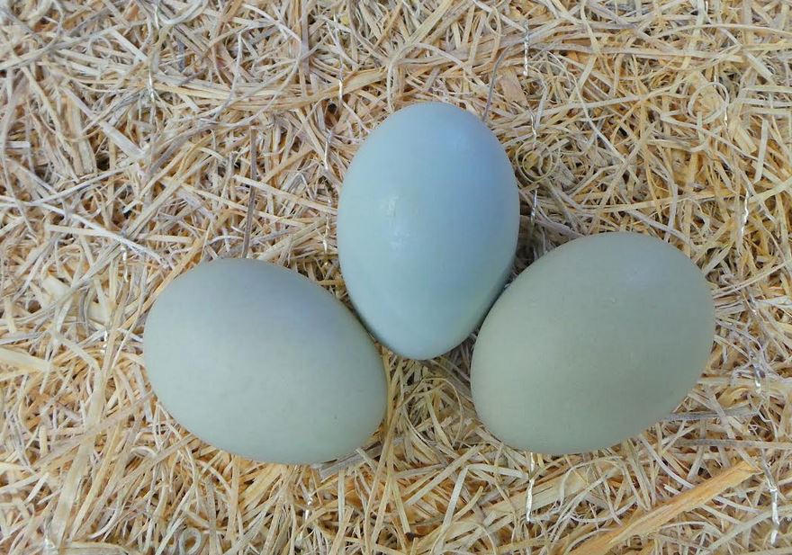 La tipica colorazione blu e verde turchese delle uova di gallina Araucana
