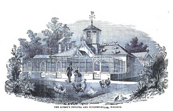 Queen Victoria Poultry House at Winsor (con galline Cocincina)