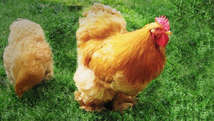 Cocincina gigante fulva (gallina ornamentale)