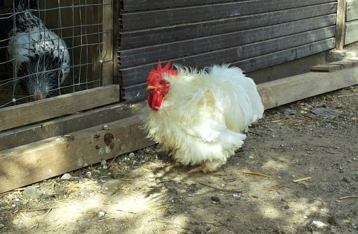 Gallo di Cocincina Nana bianca arricciata (gallina ornamentale)