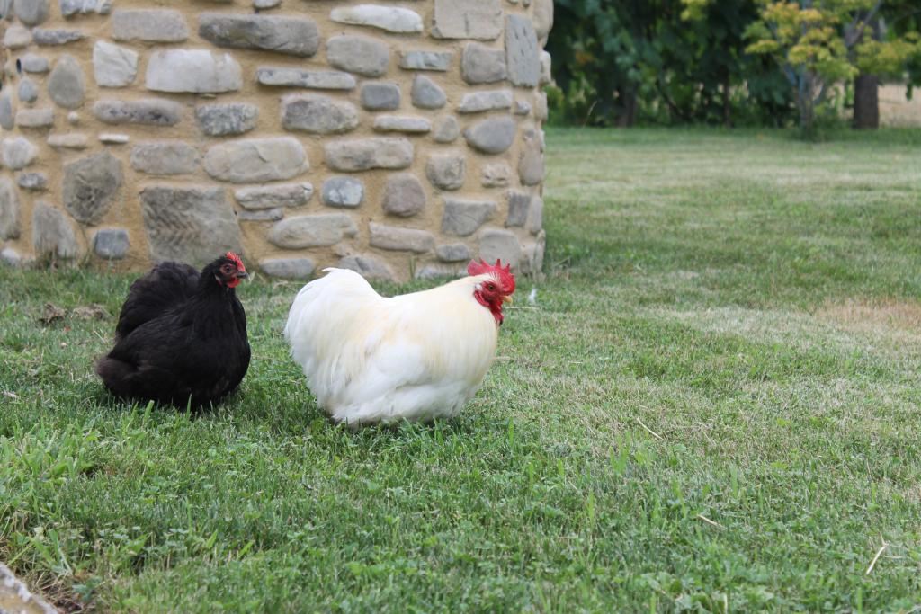 Due galline ornamentali di razza Cocincina nera (gallina) e bianca (gallo)