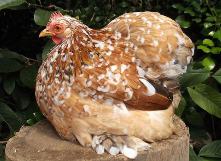 Cocincina nana millefiori (gallina ornamentale)