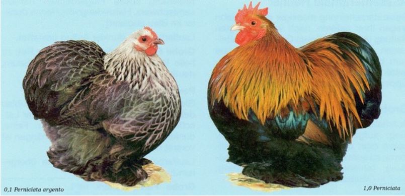 Lo standard FIAV della gallina ornamentale di razza Cocincina Nana