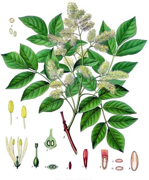 Fraxinus ornus