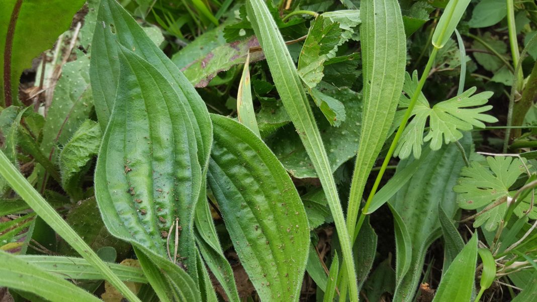 Prato di erbe spontanee con piantaggine