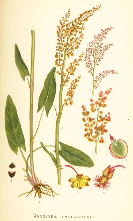 Rumex acetosa