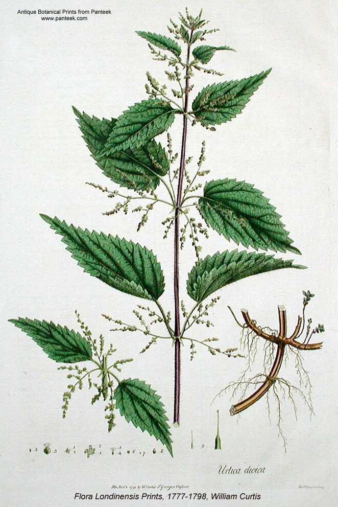 Urtica dioica