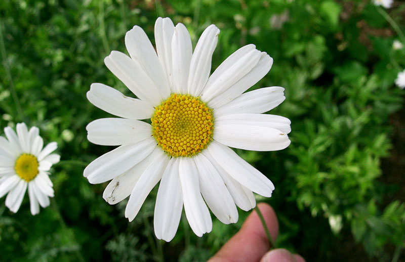 Fiore di piretro da cui si ricavano insetticidi bio utili anche contro i pidocchi pollini