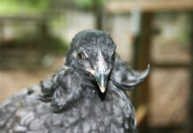 Araucana (o Mapuche): gallina ornamentale dalle uova blu | Tuttosullegalline.it