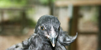 Araucana (o Mapuche): gallina ornamentale dalle uova blu | Tuttosullegalline.it