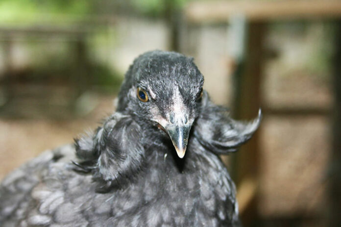 Araucana (o Mapuche): gallina ornamentale dalle uova blu | Tuttosullegalline.it