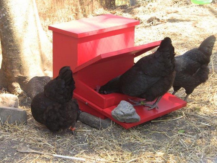 Galline che mangiano da una mangiatoia a pedale