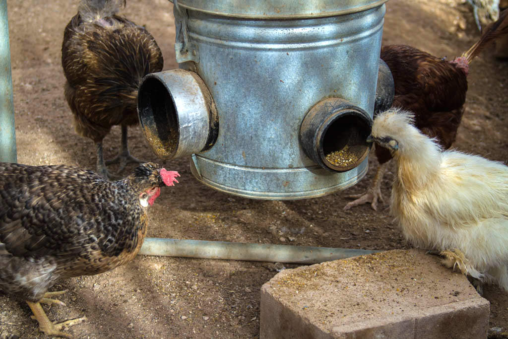 Mangiatoia per galline fai da te ad oblò