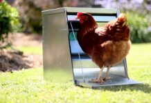 Mangiatoia per galline: come gestire beccatoi e rastrelliere nel pollaio | Tuttosullegalline.it