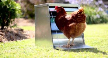 Mangiatoia per galline: come gestire beccatoi e rastrelliere nel pollaio