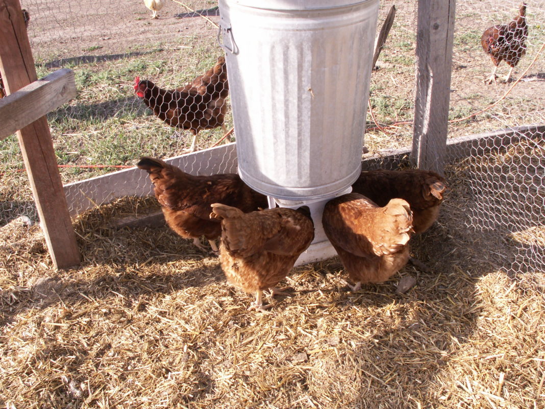 Mangiatoia per galline a sifone con serbatoio grande